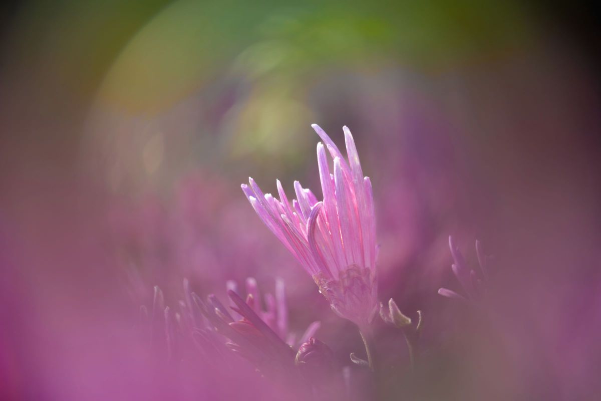 16-300mm F3.5-6.7 DC OS | Contemporaryで撮影された写真 | 写真検索