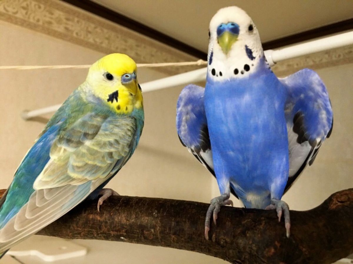 どうだ にいちゃんかっこいい 動物 鳥類 Ganref