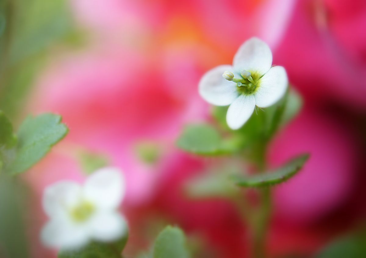 コゴメノイヌフグリ 植物 花 花びら Ganref