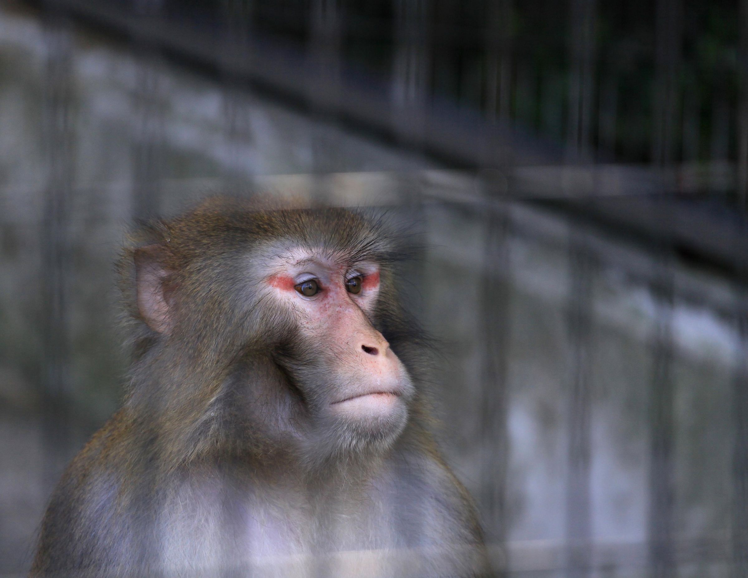 おサルさん 安佐動物園のおさるさん | GANREF