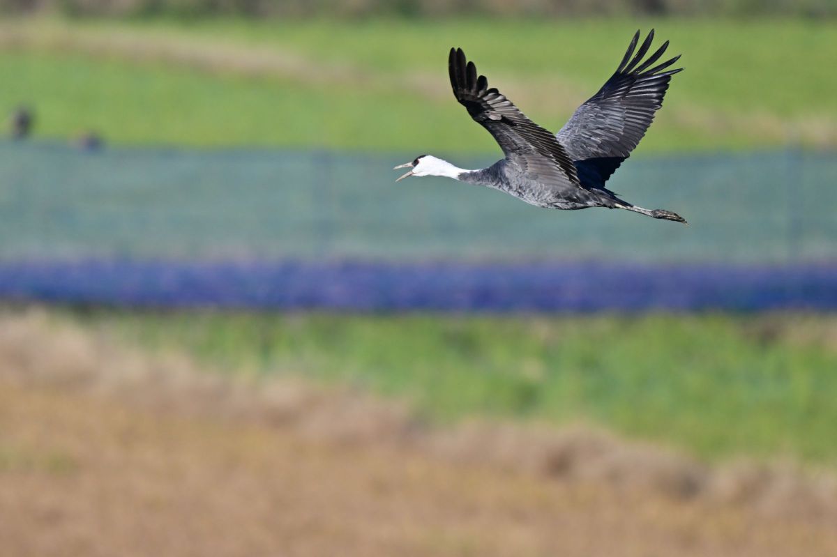 800㎜の世界 GANREF