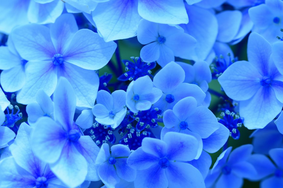 青花