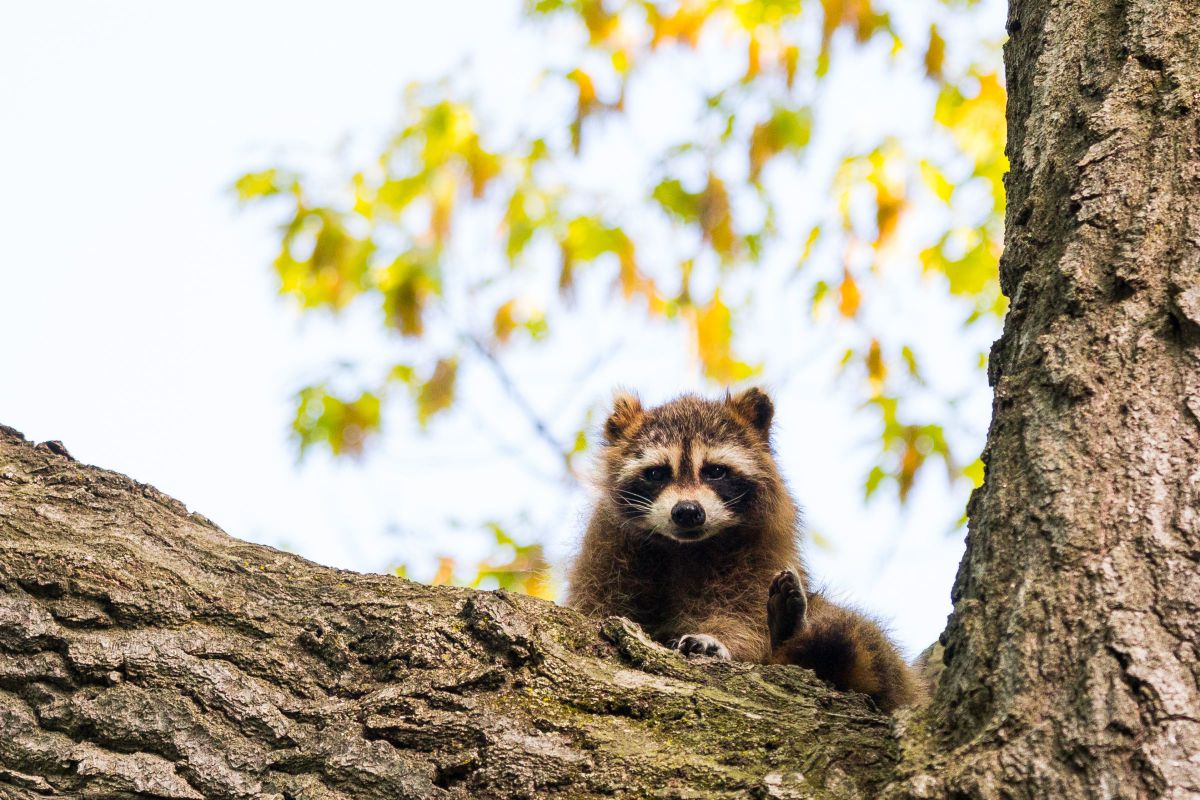 木の上のアライグマ 動物 小動物 Ganref