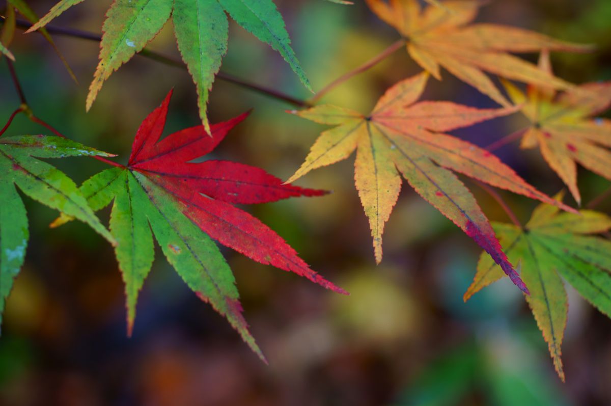 作例付き　MINOLTA AF MACRO 50mm F2.8 管mpr AF MACRO 50mm F2.8で撮影された写真 | 写真検索 | GANREF