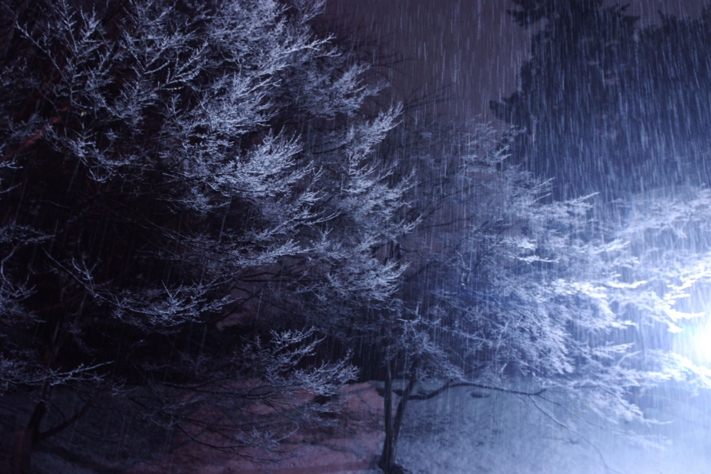 雪雨ページ 雪雨 | GANREF