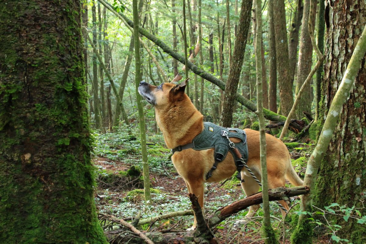 森を嗅ぐ 動物 犬 Ganref