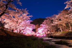 月夜桜 Tsukiya Zakura｜月夜桜 ｜ Moonlit Cherry Blossoms 🌙 (Original