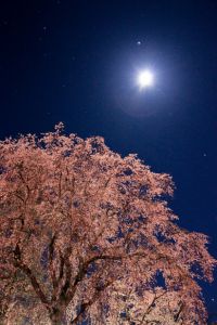 月夜桜 a5760512fcd1c16e6ad8abc7cbf939
