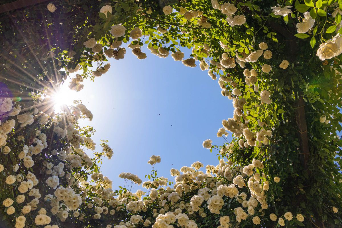 Roses Circle | GANREF