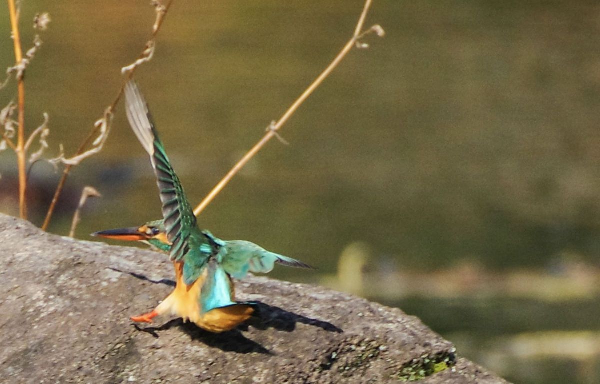 滑り込みセーフ 動物 鳥類 Ganref 滑り込みセーフ 動物 鳥類 Ganref
