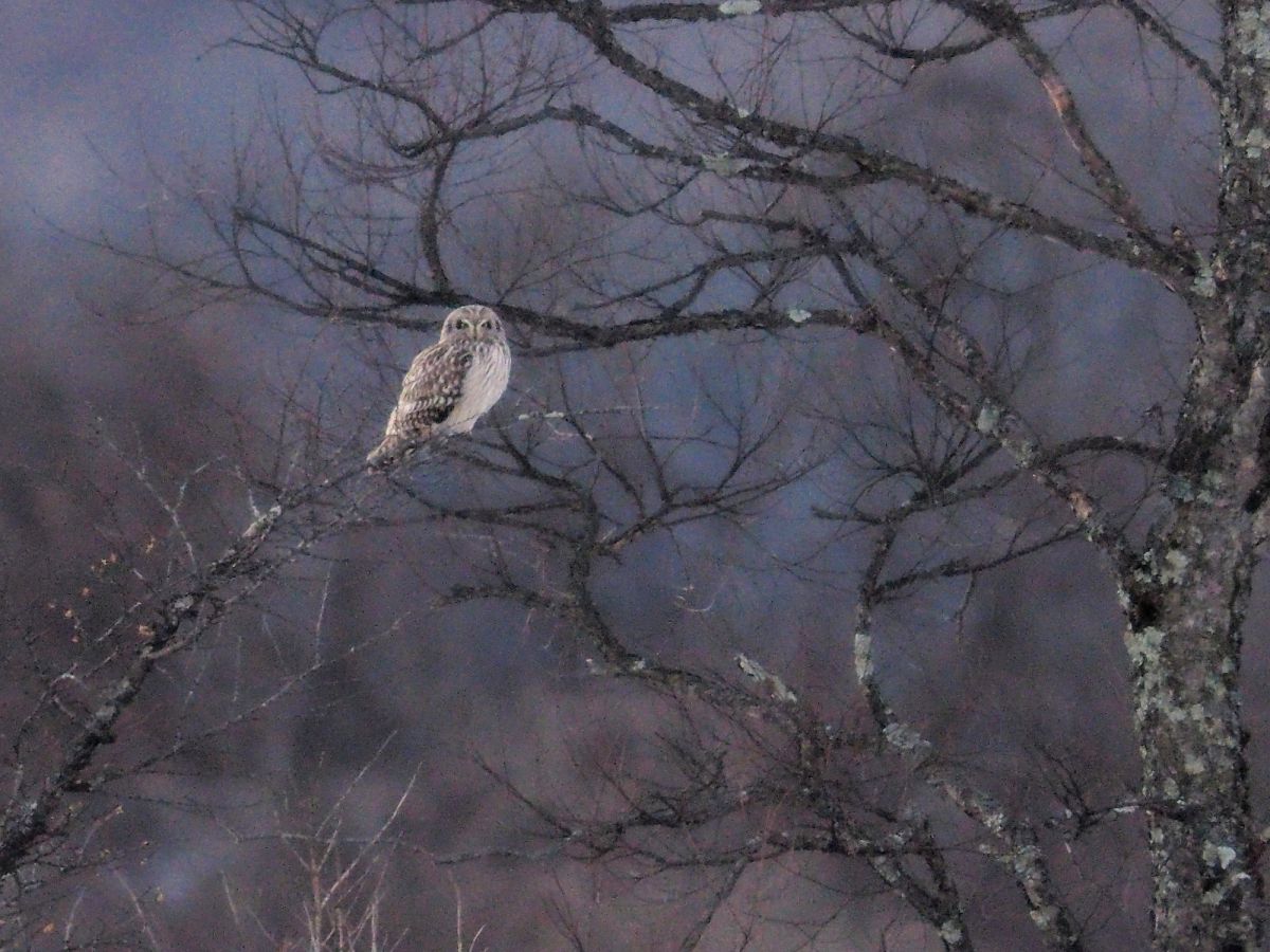 ZUIKO DIGITAL ED 300mm F2.8で撮影された写真 | 写真検索 | GANREF