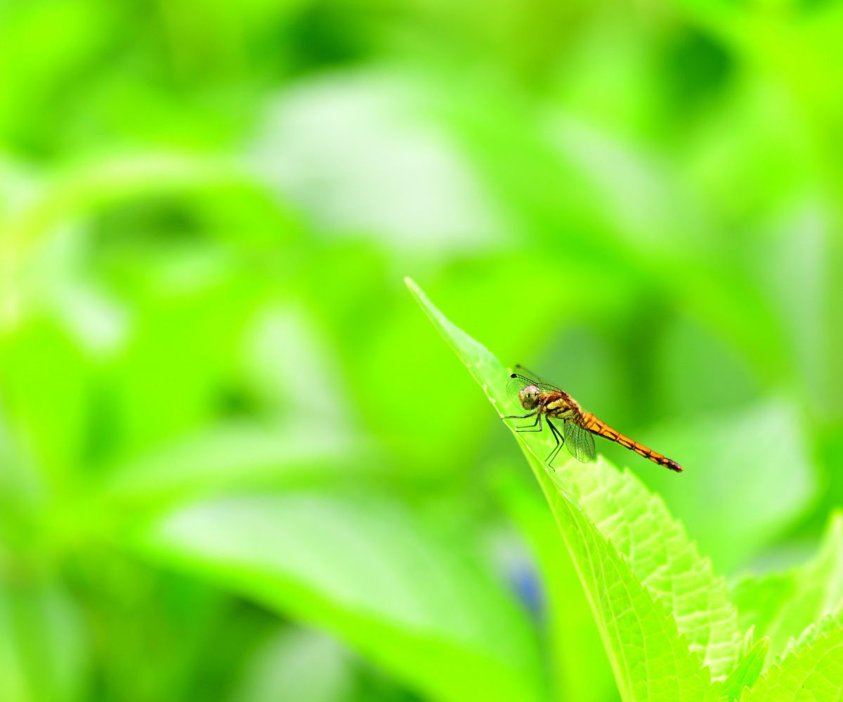 羽休め 動物 虫 昆虫 Ganref