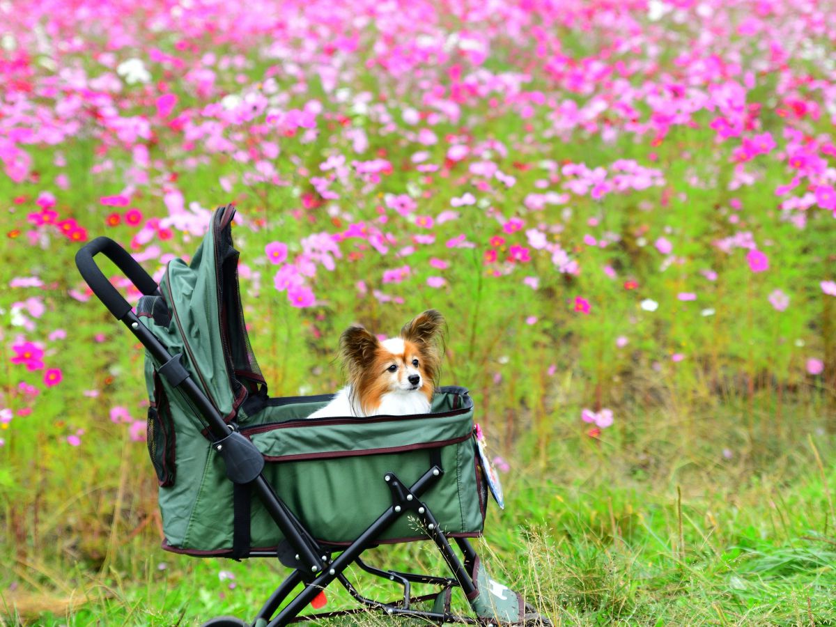 物思いにふける秋 動物 犬 Ganref