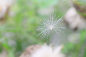ケセランパセラン 植物 種 球根 Ganref