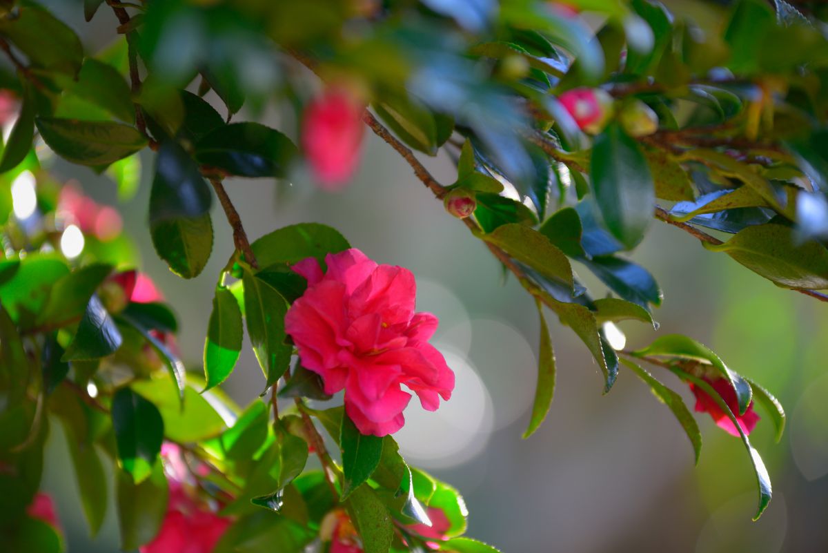寒椿の季節 植物 花 花びら Ganref