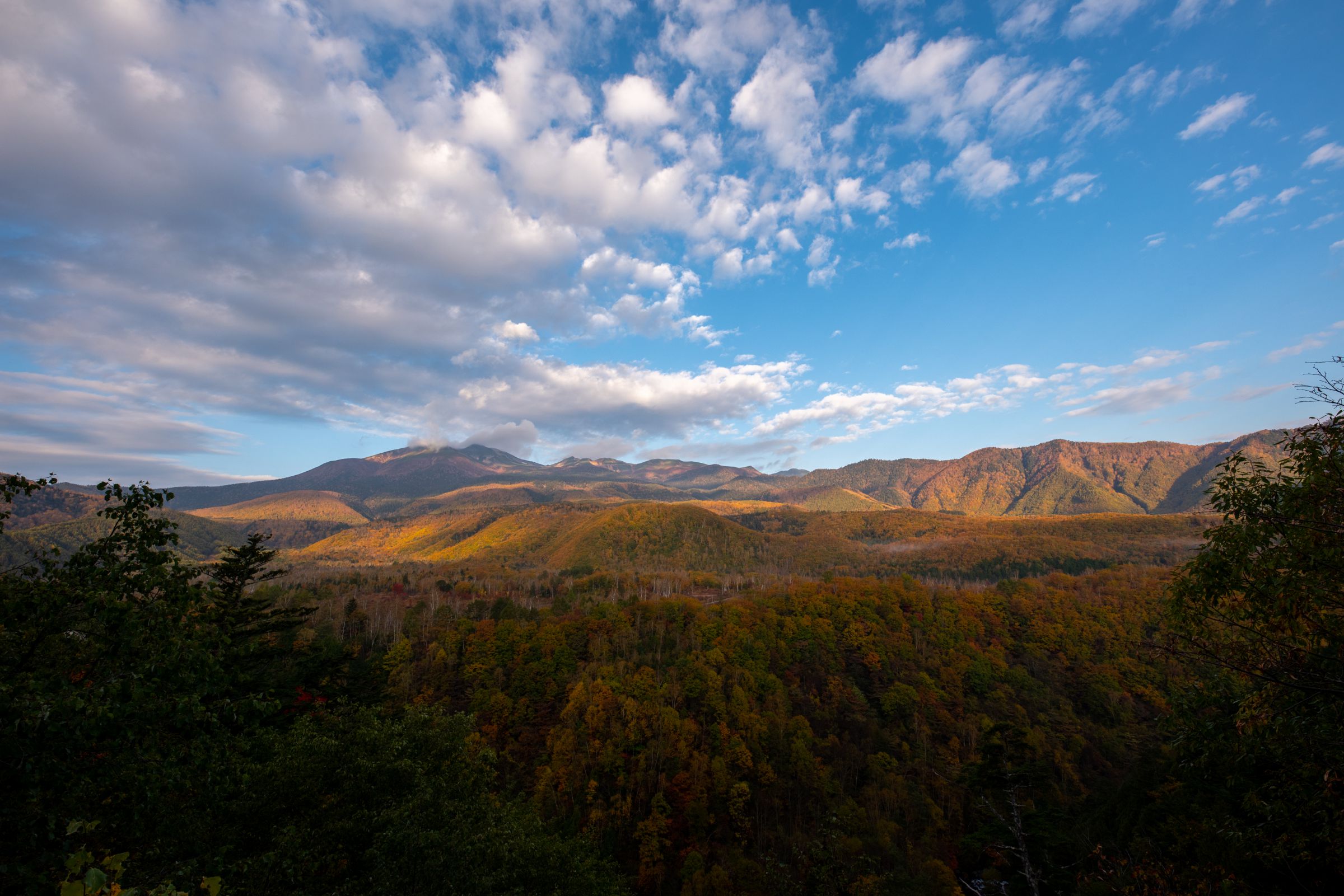 ベンディール特大67センチ❣️約26インチ‼️ ベンディール特大67センチ❣️約26インチ‼️ 楽天市場】SCHWALBE