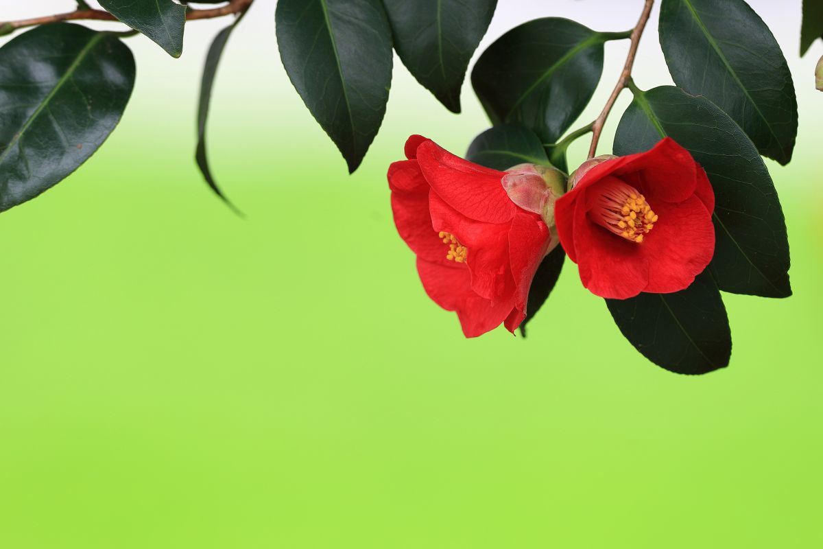 椿姉妹 植物 花 花びら Ganref