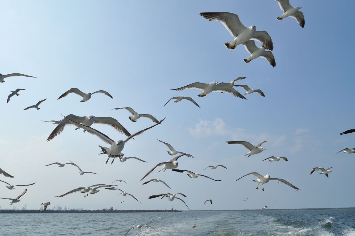 ウミネコ 八戸港観光遊覧船 動物 鳥類 Ganref