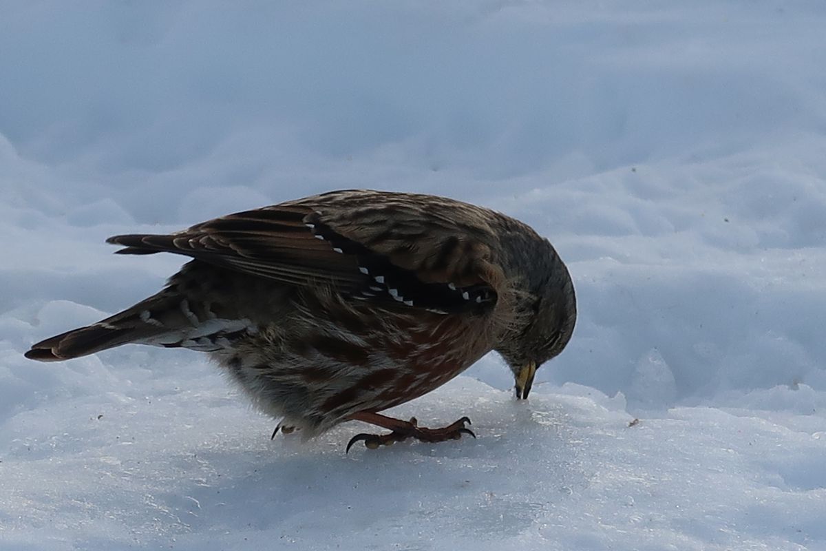 ついばむ 動物 鳥類 Ganref ついばむ 動物 鳥類 Ganref