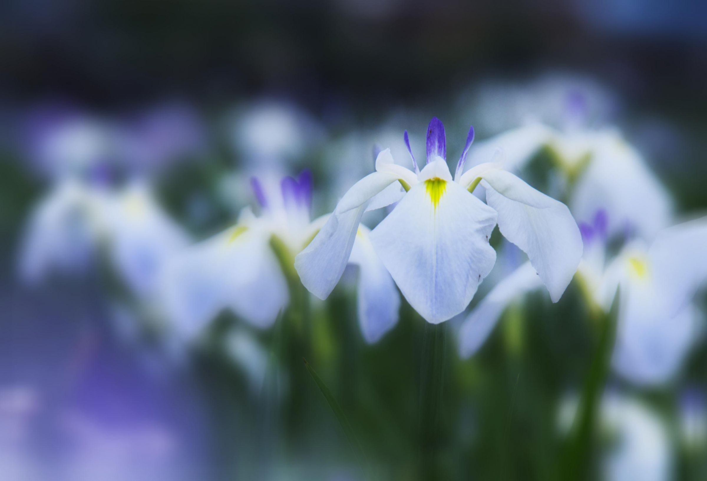 白い菖蒲 | GANREF