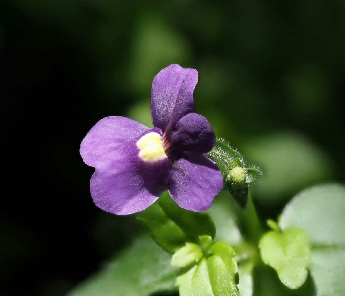 5月 ネメシア 品種名？（タイトル名変更しました） GANREF