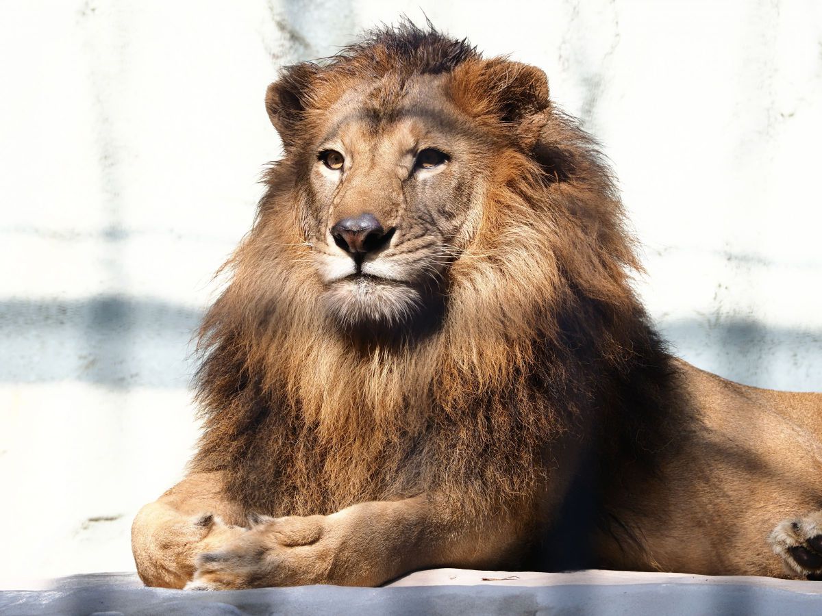 ライオン写真 MDAwMDA2NTYzNA_MC42OTEwMDkwMCA