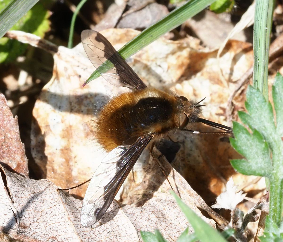 以前撮ったアブ ビロウドツリアブ 1 GANREF