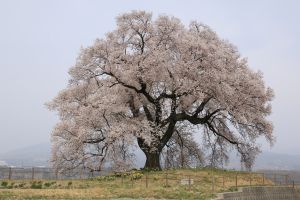 スモモの木? | GANREF