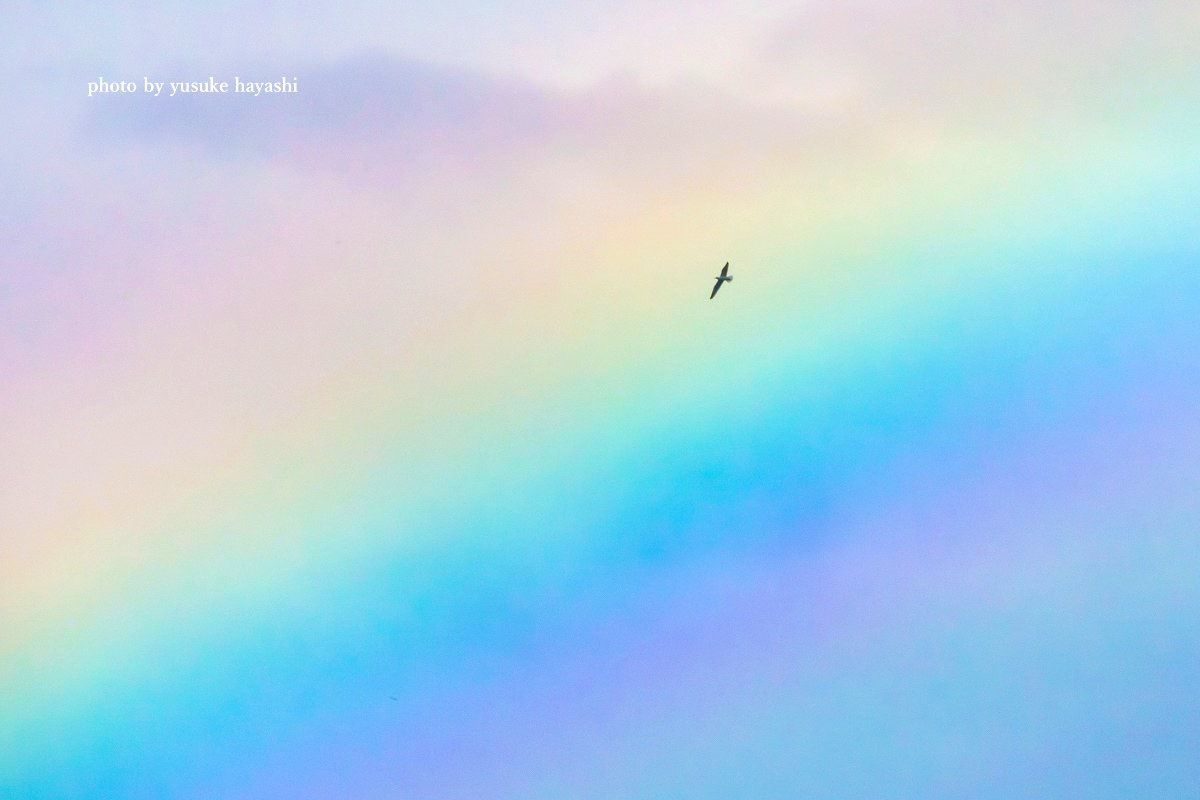 虹を渡る鳥 自然 風景 空 雲 Ganref