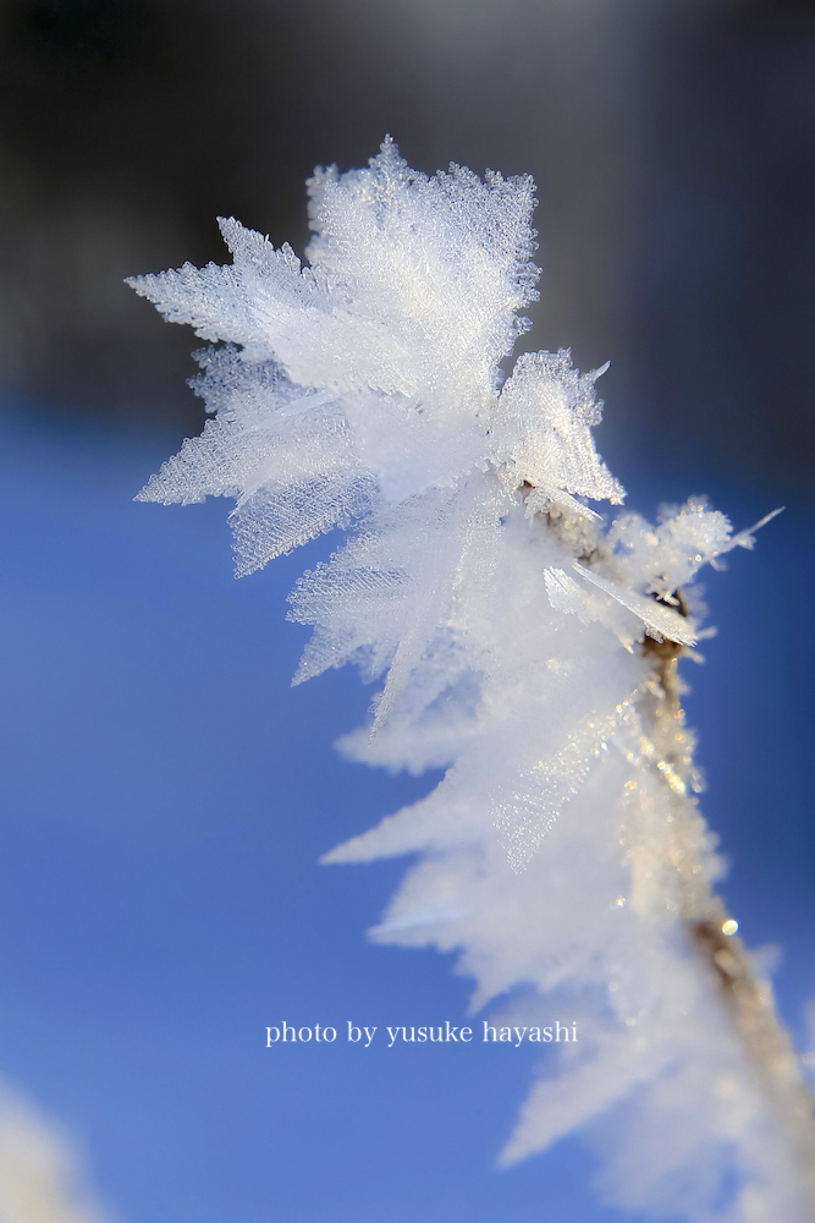 氷 の 花