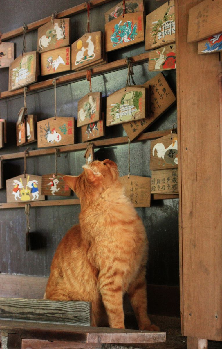 神様の御使い 動物 猫 Ganref