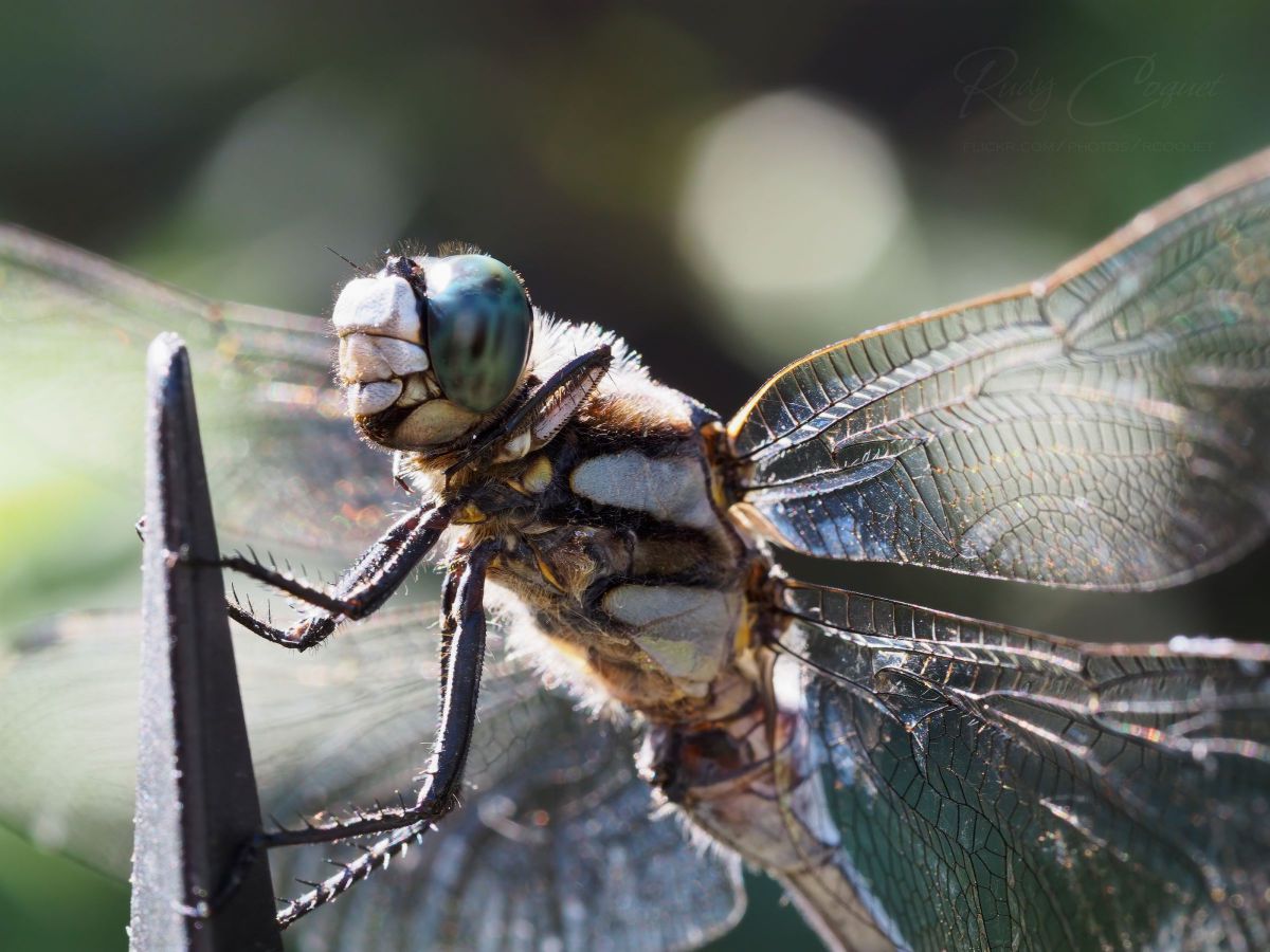 M.ZUIKO DIGITAL ED 60mm F2.8 Macroで撮影された写真 | 写真検索 | GANREF