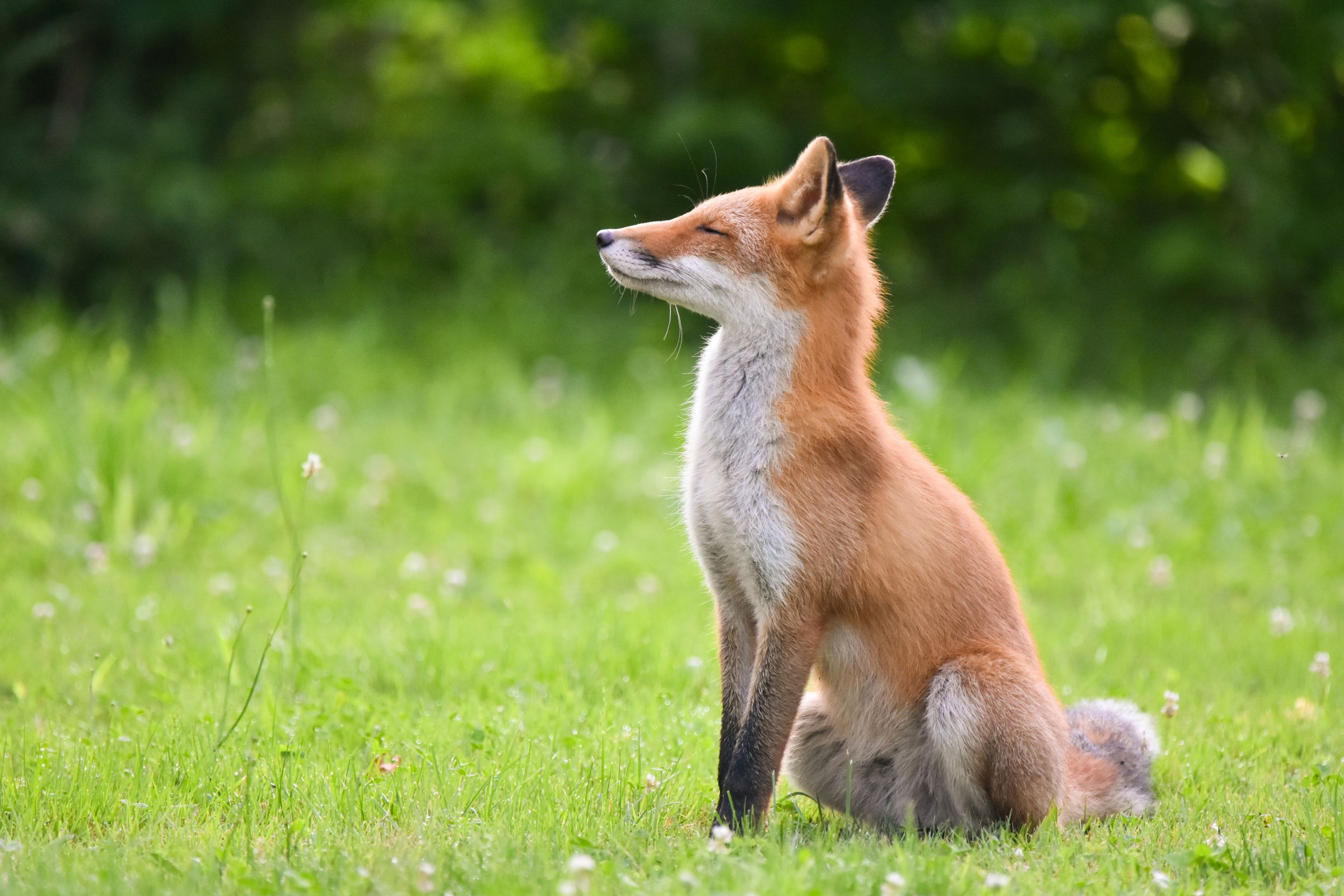 若キツネ | GANREF