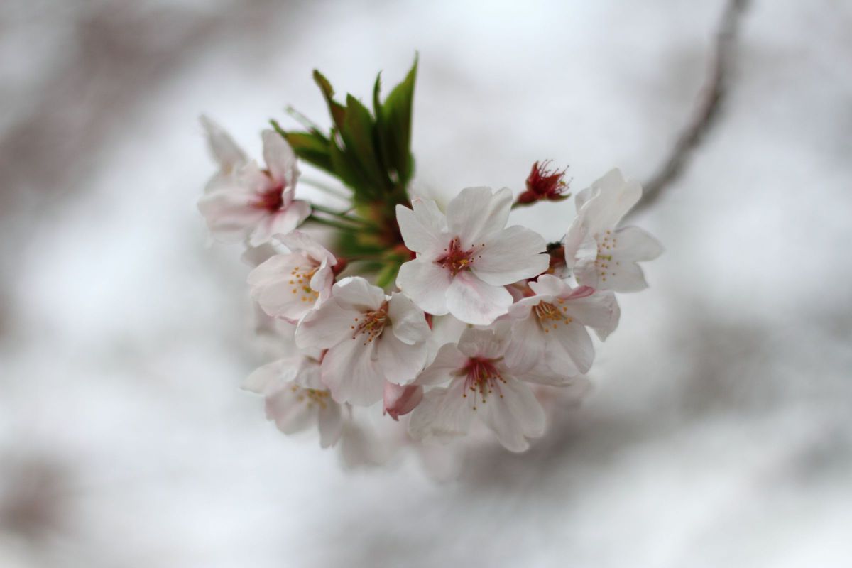 ❣ボケ味を活かした撮影に❣Canon EF 50mm Ⅱ❣美しい描写力❣美品❣ hqdefault.jpg