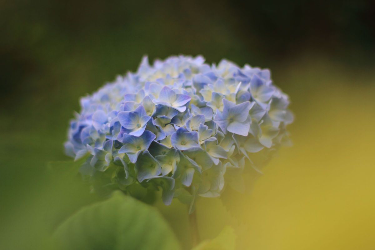 ❣ボケ味を活かした撮影に❣Canon EF 50mm Ⅱ❣美しい描写力❣美品❣ レンズ沼】Canon EF50mm F1.8 II (1990年)レビュー: とある写真