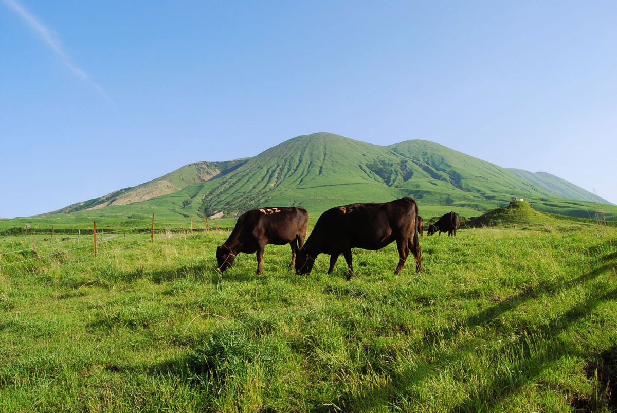 AF-S DX Zoom Nikkor 18-55mm f/3.5-5.6G EDで撮影された写真 | 写真