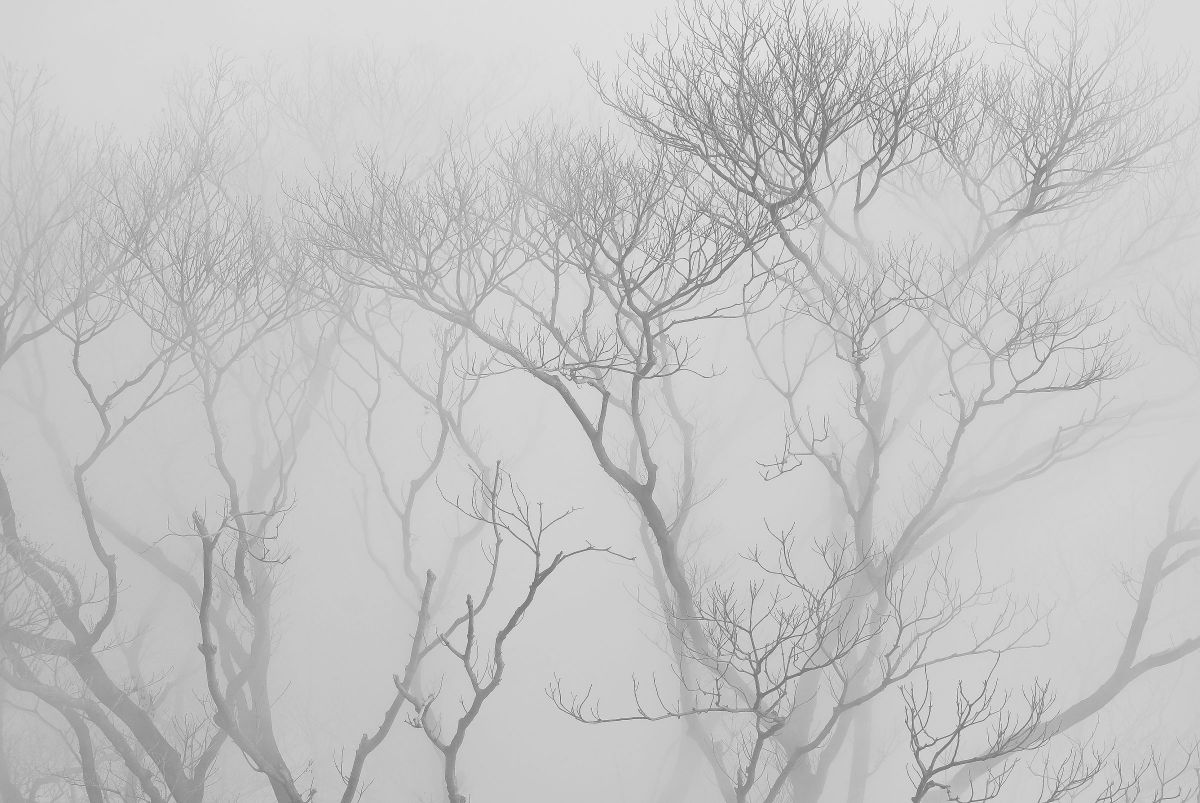 AF-S DX Zoom Nikkor 18-55mm f/3.5-5.6G EDで撮影された写真 | 写真