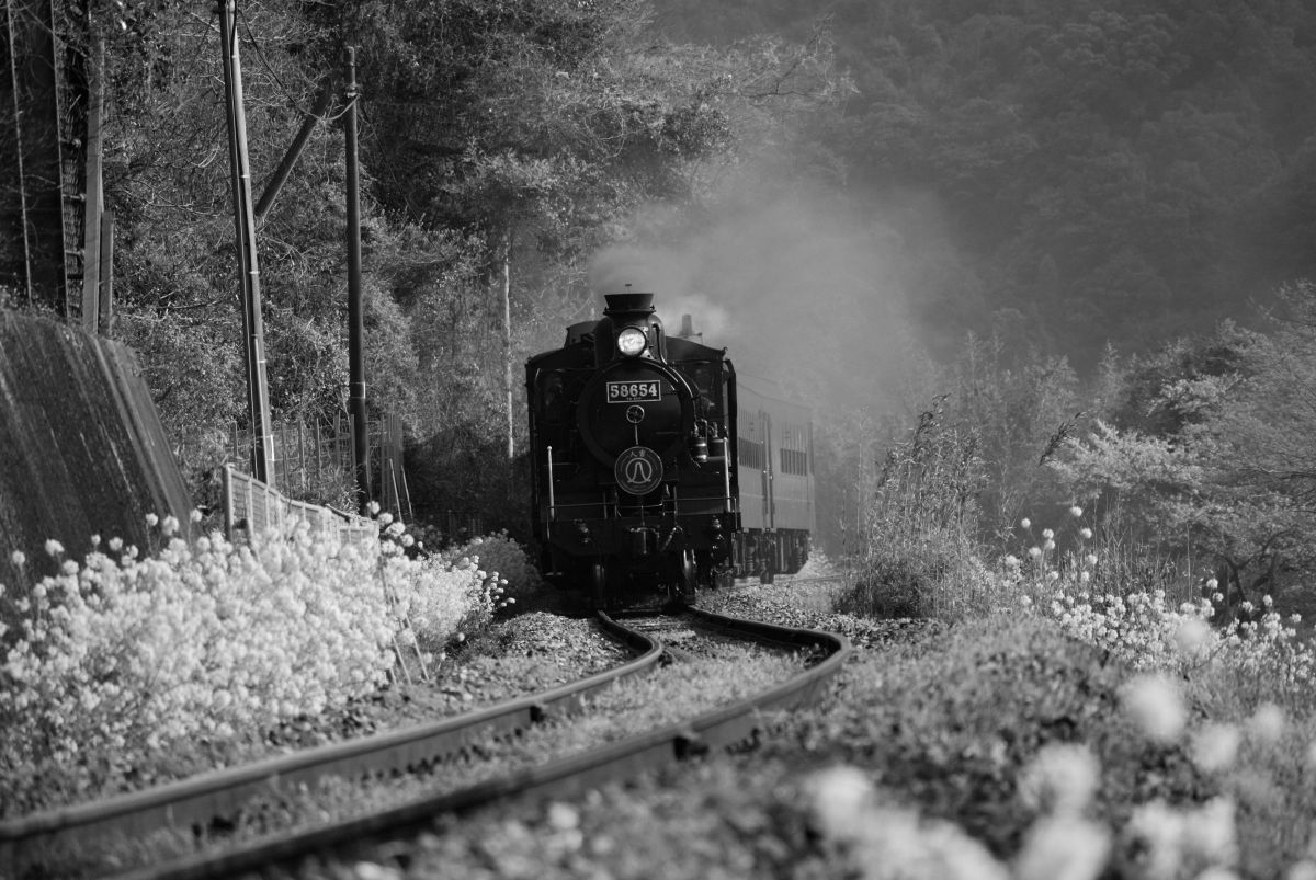 AF-S DX VR Zoom-Nikkor 55-200mm f/4-5.6G IF-EDで撮影された写真