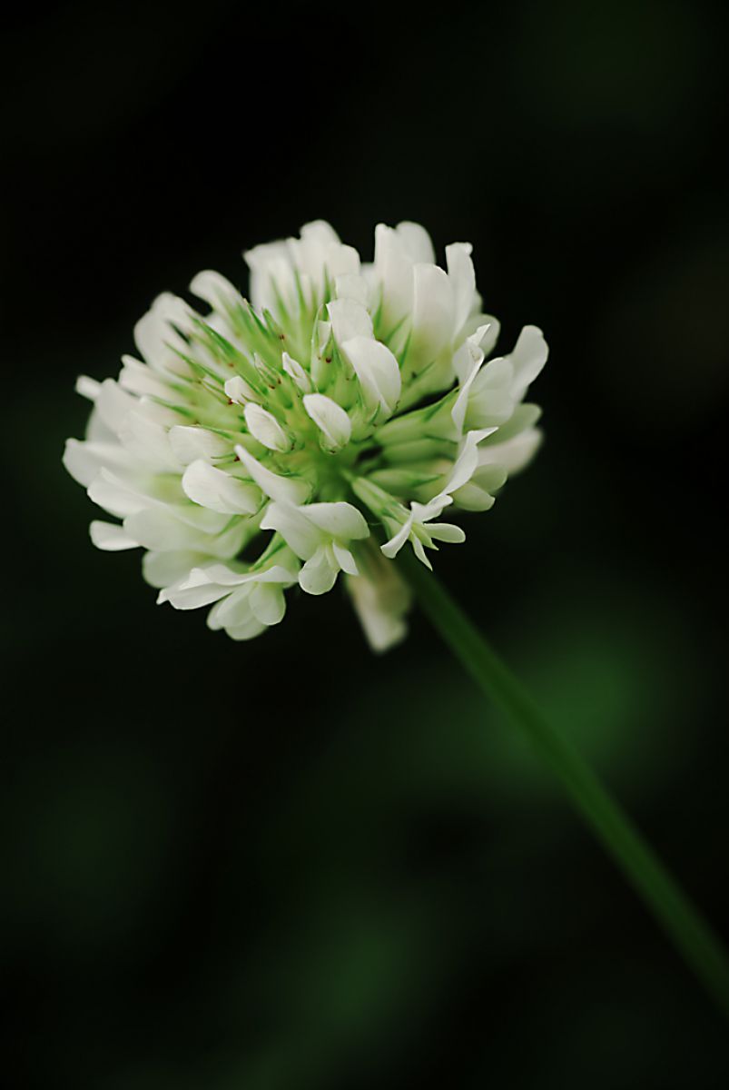 シロツメクサ 植物 花 花びら Ganref