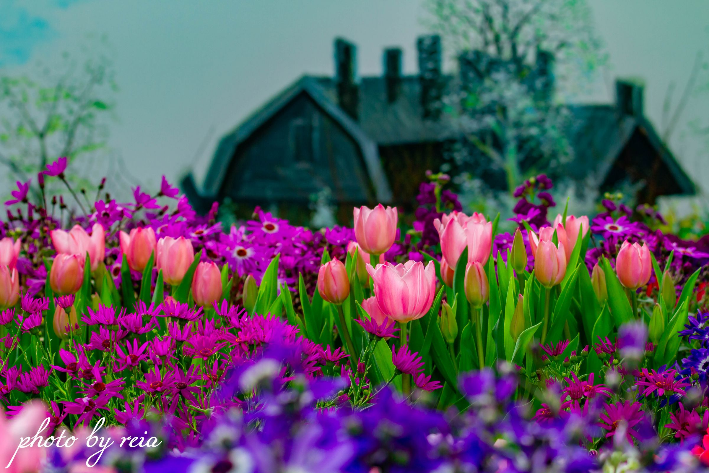 チューリップ畑 モネ クロード・モネ「チューリップ畑と風車」P12 肉筆