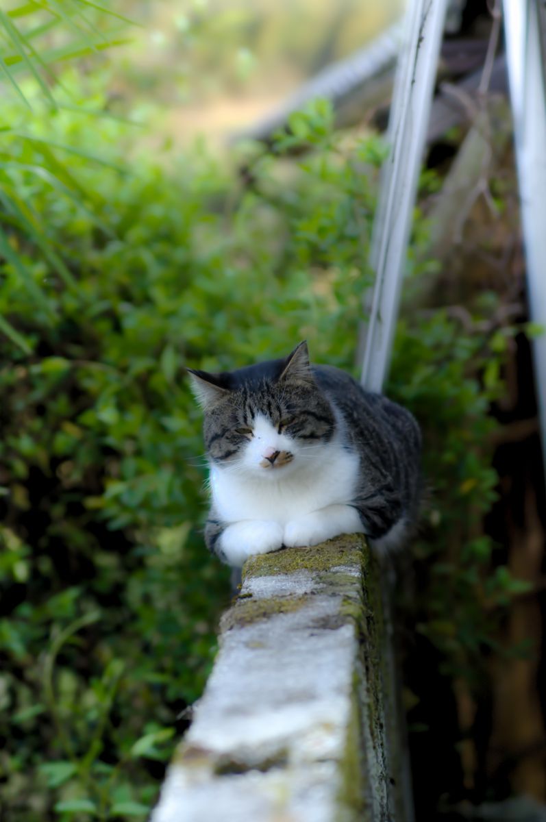 垣根でくつろぐ野良猫 動物 猫 Ganref