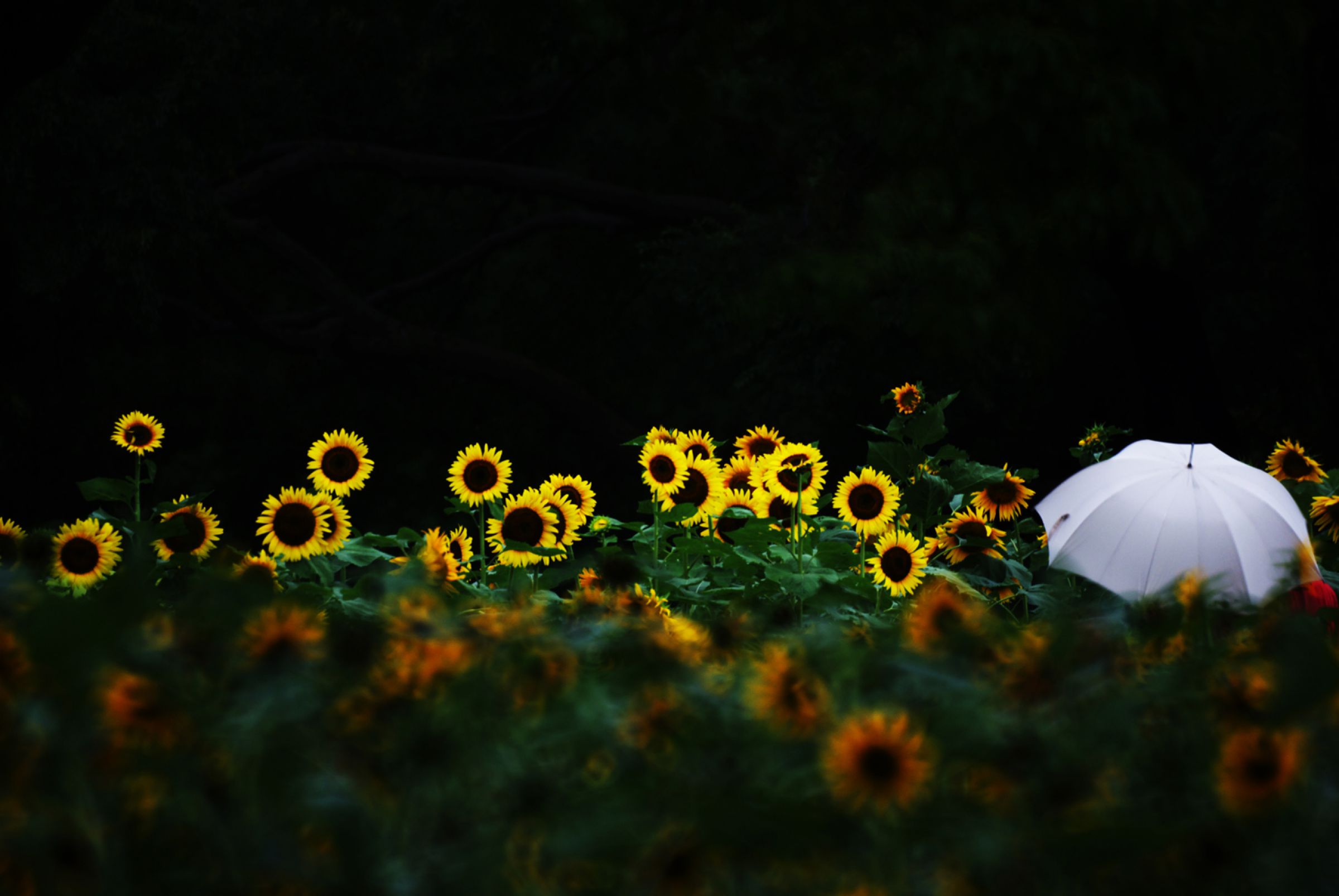 真作/渓雨日純浄/栢菅渓雨/近命十句観音経/