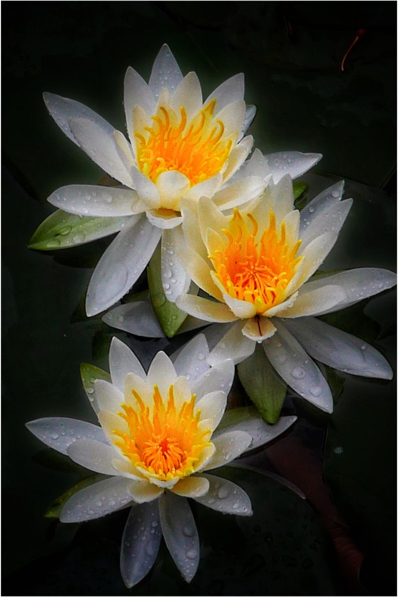 睡蓮の花 植物 花 花びら Ganref