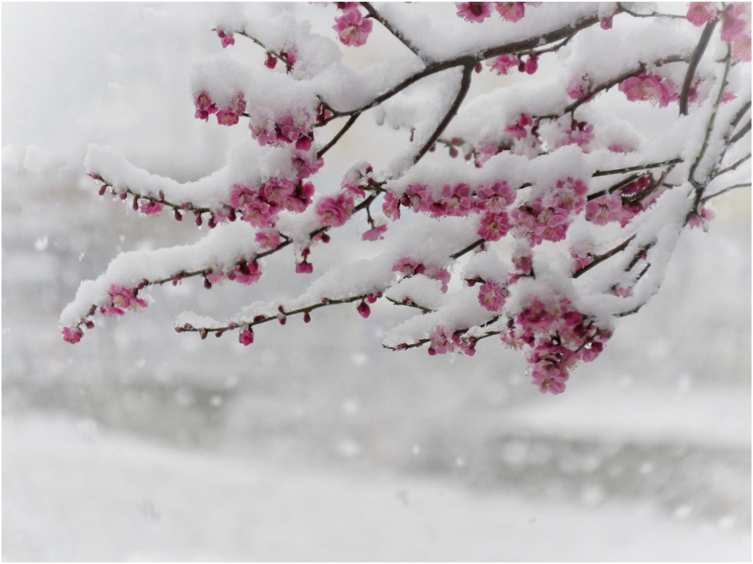 雪！ 春雪 牡丹雪. | GANREF