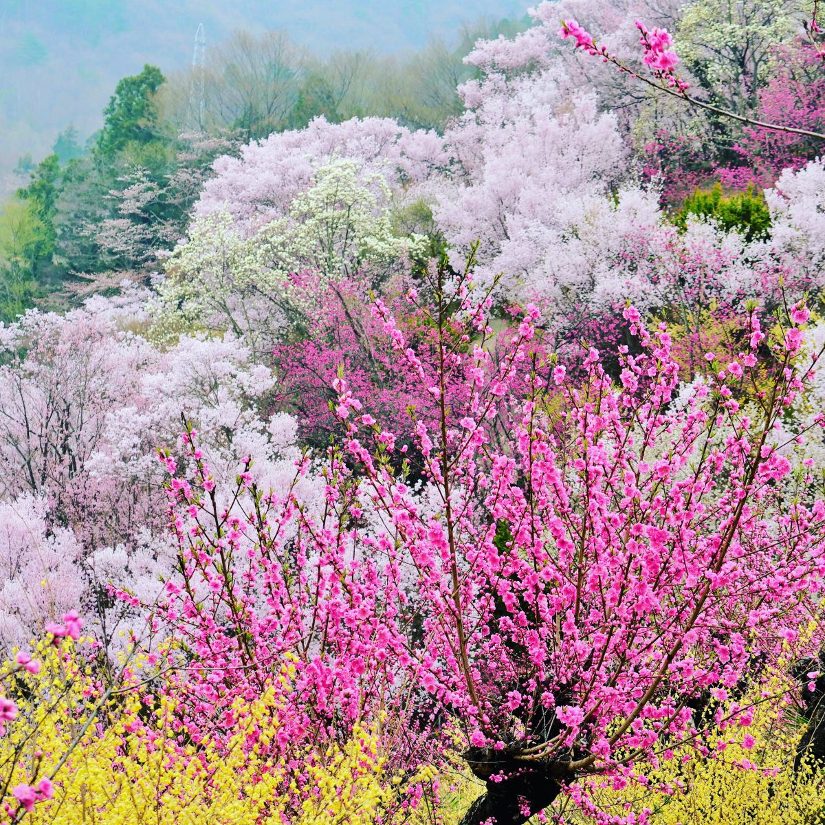 花盛り