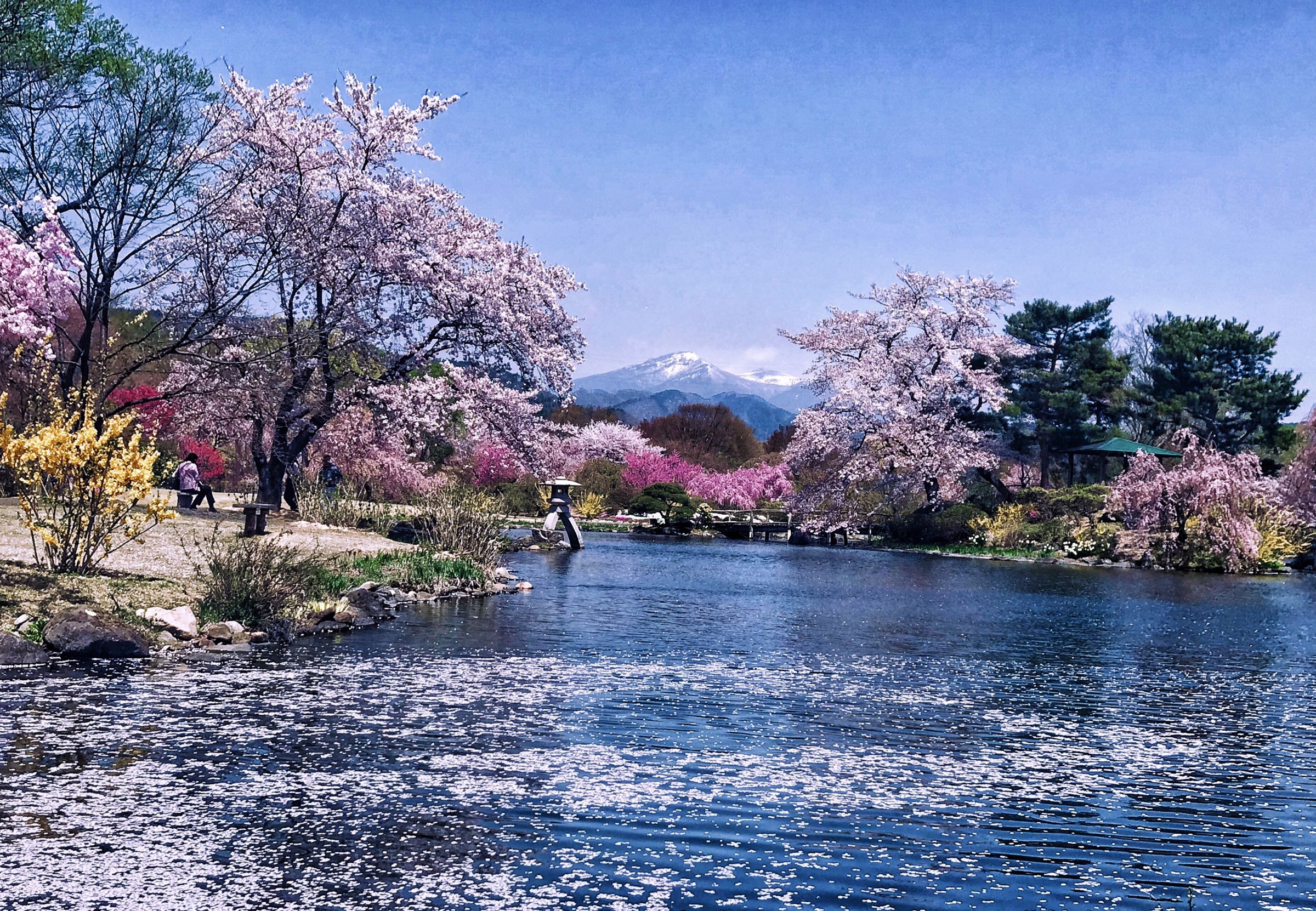 四季の里緑水苑春景色. | GANREF