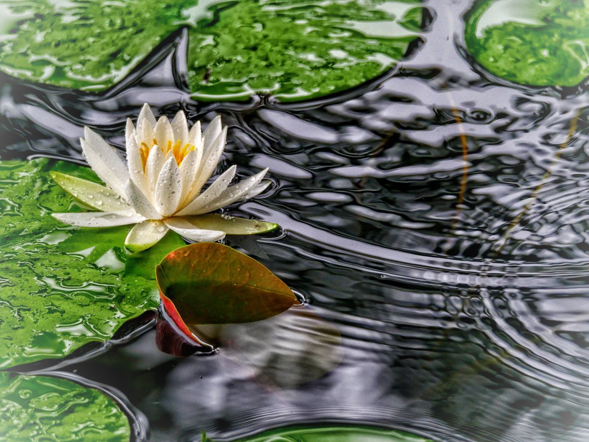 睡蓮の花 植物 花 花びら Ganref