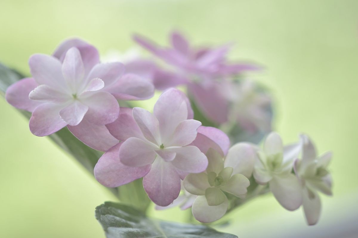 紫陽花のデッサン 植物 花 花びら Ganref