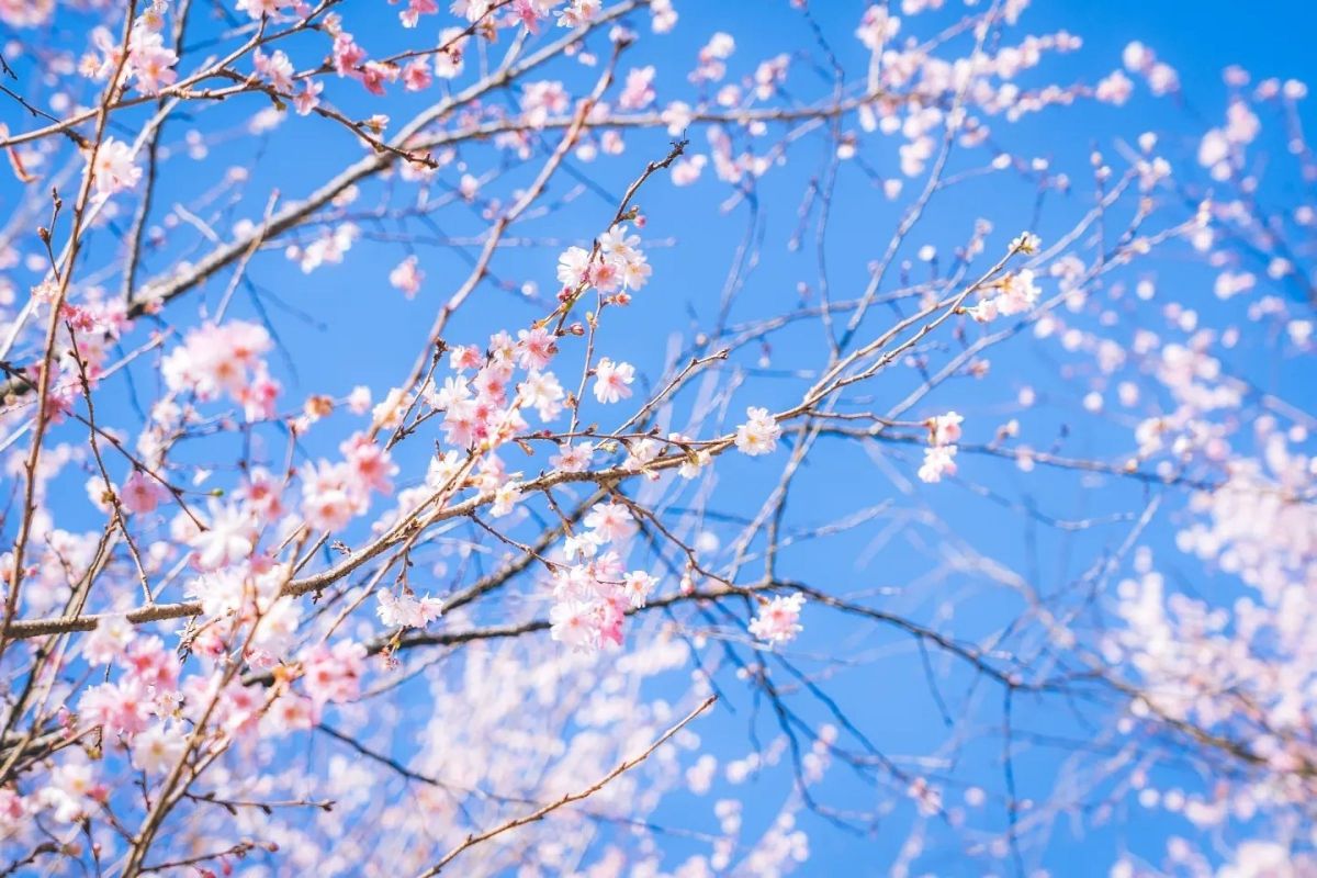 冬桜 | GANREF
