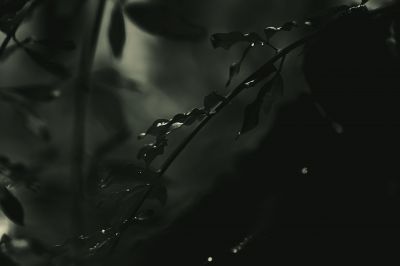 朝露